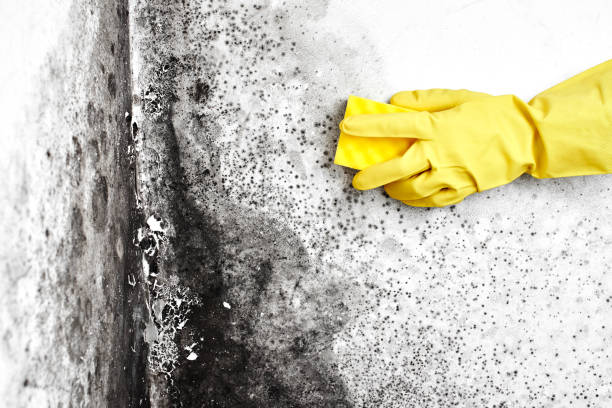 Home Mold Removal in Etna, PA