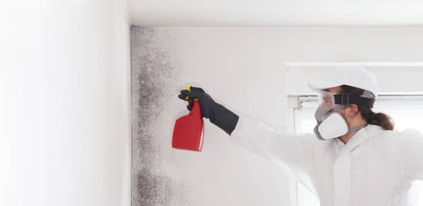 Best Attic Mold Removal  in Etna, PA