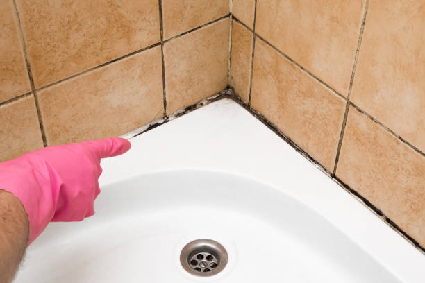 Mold Removal Process in Etna, PA